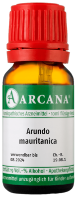 ARUNDO mauritanica LM 12 Dilution