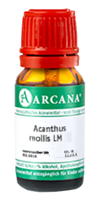 ACANTHUS mollis LM 18 Dilution