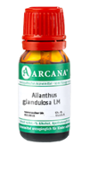 AILANTHUS GLANDULOSA LM 120 Dilution