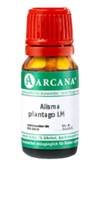 ALISMA plantago LM 2 Dilution