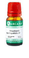 AMPELOPSIS quinquefolia LM 24 Dilution