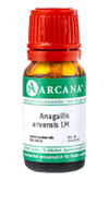 ANAGALLIS ARVENSIS LM 2 Dilution